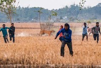 Nature inFocus Award 2022