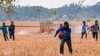 Pemenang kategori Conservation Focus diraih Nejib Ahmed. “Saat melihat seekor harimau betina sedang beristirahat di dekat sawah, penduduk desa Borsola di dekat suaka Orang Tiger panik dan mulai melempari dengan batu. Mereka juga membakar padi kering, yang membuat hewan itu semakin gelisah. Sementara harimau betina mengamuk, begitu pula orang-orang yang berusaha melarikan diri dari daerah tersebut. Seorang penduduk desa mencoba menghadapi hewan itu dan menderita luka ringan. Harimau betina itu akhirnya mundur ke dalam hutan. Gambar tersebut menggambarkan realitas dasar dari konflik manusia-harimau dan menekankan perlunya memberdayakan masyarakat lokal untuk mengelola situasi ini.” Foto: Nature inFocus Foto: Nature inFocus