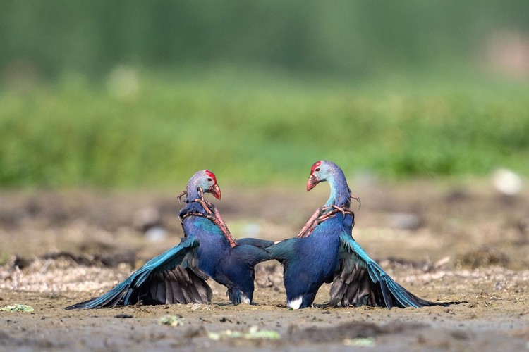 Nature inFocus Award 2022