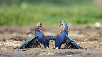 Pilihan Juri kategori Animal Behavior diraih Karthikeyan Ponnambalamoorthy. Begini dunia Burung Rawa Berkepala Abu-Abu. Ketika kelompok menghadapi penyusup di wilayah mereka, tampilan ancaman pertama termasuk mengangkat sayap, membungkuk, dan mengepakkan ekor. Jika itu tidak berhasil, inilah waktunya untuk sedikit lebih dramatis. Lawan terbang satu sama lain dengan kaki terlebih dahulu dan mematuk jalan menuju kemenangan. Foto: Nature inFocus