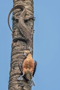 Nature inFocus Award 2022