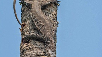 Pemenang kategori Animal Behavior diraih Ratheesh Rajan. Biawak akan memakan hampir semua hal. Ikan, serangga, burung, kepiting, ular—sebutkan saja! Mereka bahkan memanjat pohon untuk menyerang sarang atau menangkap tupai. Tetapi tidak setiap hari Anda menemukan kadal raksasa memegang Bebek Bersiul Kecil di lehernya. Bebek bersiul kecil diketahui membangun sarang di rongga pohon dan di dahan pohon besar. Kadang-kadang, bahkan tinggi di atas pohon tidak cukup tinggi! Foto: Nature inFocus