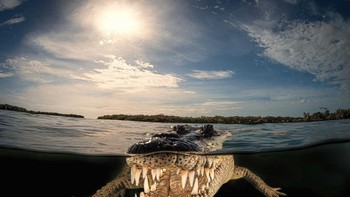 Pilihan Juri kategori Animal Portraits diraih Massimo Giorgetta. Gambar kontras tinggi, setengah-setengah Buaya Amerika di sebuah kepulauan di selatan Kuba menangkap reptil dalam elemennya. Massimo menghabiskan waktu berhari-hari dengan berjemur buaya di dekat hutan bakau untuk mempelajari arus, cahaya di wilayah tersebut, kejernihan air, dan kesempatan sempurna untuk membidik secara close-up dengan latar belakang matahari yang terik. Foto: Nature inFocus