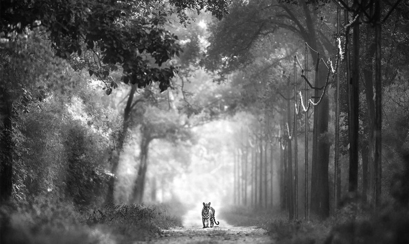 Nature inFocus Award 2022