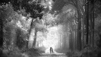 Pilihan Juri kategori Young Photographer diraih Shanyu Hundekari. Seekor anak harimau berdiri di tengah jalan, tidak terpengaruh oleh kehadiran jip safari. Dia tidak sendirian, ibunya ada di semak-semak di dekatnya. Si anak tampaknya telah mempelajari sifat ini dari ibunya, yang terkenal karena keberaniannya dan jarang terguncang oleh kehadiran jip dan penonton. Foto: Nature inFocus