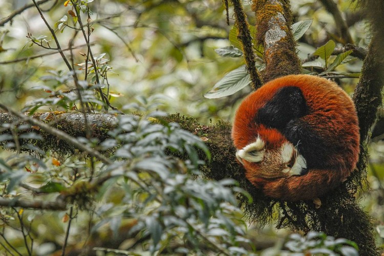Nature inFocus Award 2022 Nature inFocus Award 2022