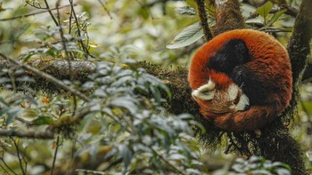 Pilihan Juri kategori Young Photographer diraih Alankritha Kalingarayar. Saat Alankritha memotret Panda Merah yang meringkuk dalam tidur lelap, ratusan pertanyaan muncul di benaknya. Gambar tersebut adalah pemandangan ketenangan, sangat kontras dengan banyaknya ancaman yang mengepung spesies yang terancam punah ini. Kehilangan dan fragmentasi habitat, anjing liar, dan insiden perburuan sesekali terus mengancam keberadaan mereka. Fotografer muda itu mengatakan, Akankah Panda Merah bangun di hari esok yang lebih cerah? Foto: Nature inFocus