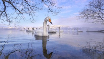 Pilihan Juri kategori Wildscape & Animals in Their Habitat karya Lakshitha Karunarathna. Jika Anda pernah memutuskan untuk mengabadikan ketenangan dalam satu bingkai, ini dia! Whooper Swans membutuhkan ruang yang luas dan menghabiskan banyak waktunya untuk berenang dan mencari makan di Danau Kussharo, Jepang. Tapi jangan tertipu oleh ketenangan yang dipancarkan gambar itu. Burung-burung besar ini sama-sama riuh. Foto: Nature inFocus