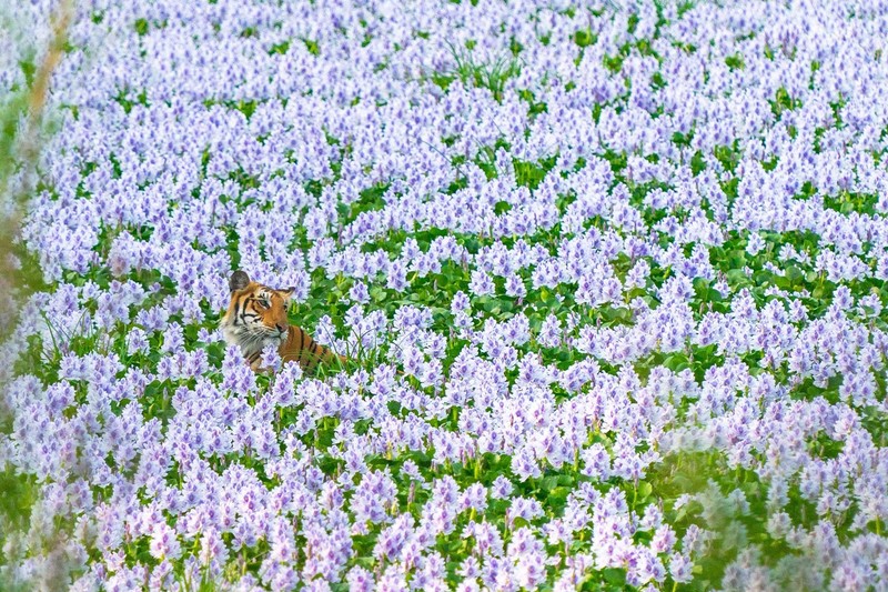 Nature inFocus Award 2022