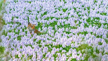 Pilihan Juri kategori Wildscape & Animals in Their Habitat karya Sanjaya Nair. Ya, ini adalah gambar cantik dengan garis-garis harimau menonjol di tengah-tengah bunga eceng gondok berwarna ungu. Tetapi tanaman invasif ini terkenal karena menggusur spesies tanaman asli di dalam badan air sambil mengurangi kadar oksigen. Seperti yang terlihat pada gambar, bahkan kawasan lindung seperti taman nasional dan suaka harimau tidak kebal terhadap dampaknya. Foto: Nature inFocus