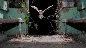Pemenang kategori Wildscape & Animals in Their Habitat karya Kapil Sharma, Yogendra Satam. Gambar dari kamera jebakan ini menunjukkan seekor Burung Hantu Barn terbang ke mobil van Polisi Mumbai yang ditinggalkan. Foto: Nature inFocus