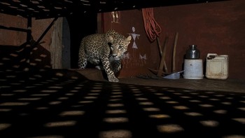 Pemenang kategori Wildscape & Animals in Their Habitat karya Kapil Sharma, Yogendra Satam. Gambar dari kamera jebakan ini menggambarkan koeksistensi damai macan tutul dengan manusia di Koloni Aarey Mumbai. Felids tinggal di Taman Nasional Sanjay Gandhi yang berdekatan dan sering mengunjungi daerah tetangga untuk mencari mangsa. Di sini, seekor macan tutul menyusui mencari perlindungan dari hujan di sebuah rumah kosong yang terletak di dalam desa komunitas Warli. Foto: Nature inFocus
