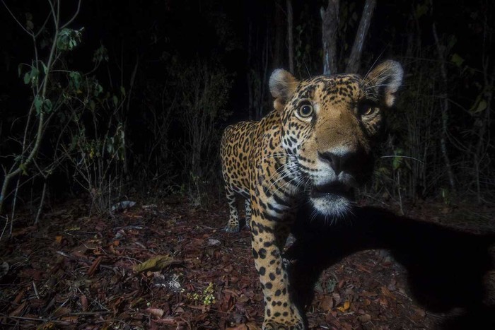 Nature inFocus Award 2022