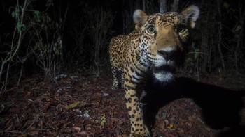 Pemenang Photographer of the Year – Portfolio karya Fernando Constantino Martinez Belmar. “Sebuah Jaguar berjalan melewati jebakan kamera di hutan Maya di Quintana Roo, Meksiko. Balam (Jaguar dalam bahasa Maya) adalah spesies yang memiliki makna budaya dan ekologis yang tinggi di Meksiko. Karena habitat mereka berkurang, jaguar terpaksa mendekati pemukiman manusia untuk makan ternak. Foto: Nature inFocus 