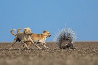 Nature inFocus Award 2022
