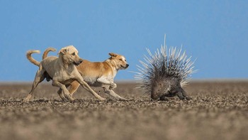 Pemenang kategori Conservation Focus diraih Kapil Sharma. Populasi anjing liar yang tumbuh di wilayah Little Rann of Kutch, Gujarat telah menjadi perhatian yang signifikan, seperti yang digambarkan dalam gambar dua anjing ini yang menyerang Landak Jambul India. Ini juga merupakan pengingat yang kuat bahwa anjing liar tidak selektif dan memengaruhi satwa liar lintas spesies. Foto: Nature inFocus
