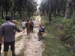 Sapi dan Kambing Warga di Pelalawan Mati, Diduga Mangsa Harimau