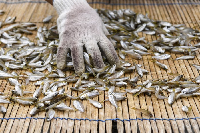 Warga mendorong gerobak yang berisi ikan beseng-beseng (Marosatherina ladigesi) yang telah dijemur di kawasan Kalibaru, Cilincing, Jakarta Utara, Kamis (8/12/2022). Menurut warga, akibat cuaca buruk yang terjadi dalam sepekan ini, membuat hasil tangkapan nelayan menurun sehingga harga ikan asin mengalami kenaikan dari harga Rp18 ribu per kilogram menjadi Rp25 ribu per kilogram. ANTARA FOTO/M Risyal Hidayat/YU