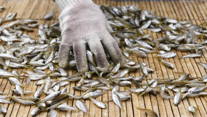 Proses Produksi Ikan Asin di Tengah Harganya yang Naik Warga mendorong gerobak yang berisi ikan beseng-beseng (Marosatherina ladigesi) yang telah dijemur di kawasan Kalibaru, Cilincing, Jakarta Utara, Kamis (8/12/2022). Menurut warga, akibat cuaca buruk yang terjadi dalam sepekan ini, membuat hasil tangkapan nelayan menurun sehingga harga ikan asin mengalami kenaikan dari harga Rp18 ribu per kilogram menjadi Rp25 ribu per kilogram. ANTARA FOTO/M Risyal Hidayat/YU