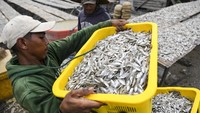 Akibatnya harga ikan asin mengalami kenaikan dari harga Rp 18 ribu per kilogram menjadi Rp 25 ribu per kilogram.