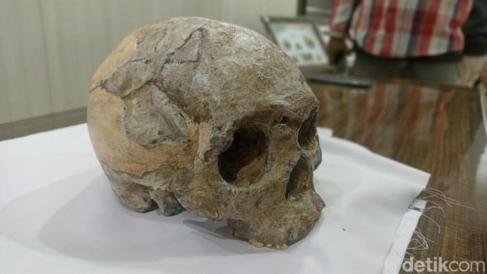Replika fosil Homo Wajakensis hasil hibah museum Belanda di Tulungagung