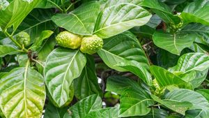 Mengenal Fungsi Daun, Lengkap dengan Penjelasan Struktur Daun