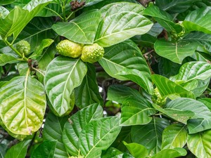 Mengenal Fungsi Daun, Lengkap dengan Penjelasan Struktur Daun