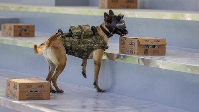 Saat Anjing Ikut Amankan Piala Dunia di Qatar, Mampu Lacak Bom