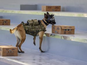 Saat Anjing Ikut Amankan Piala Dunia di Qatar, Mampu Lacak Bom