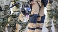 Tim CBRN Turki bahkan sampai membawa anjing-anjing pelacak bom ke Qatar.   