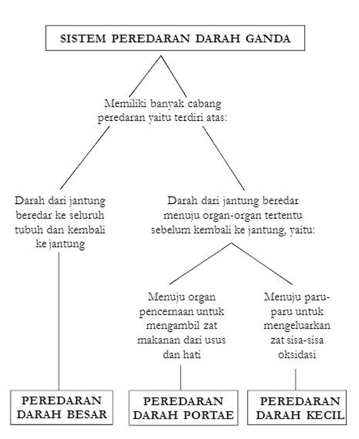 Sistem Peredaran Darah