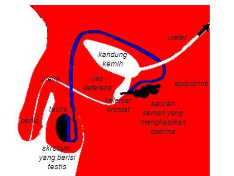 Sistem reproduksi laki-laki