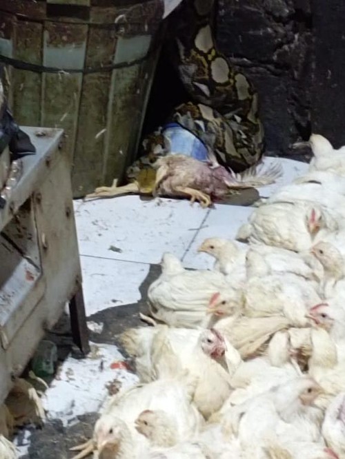 Piton di pemotongan ayam Pasar Dauh Pala Tabanan Kamis (8/12/2022).