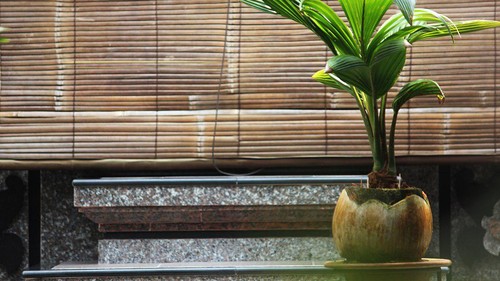 Potret bonsai kelapa.