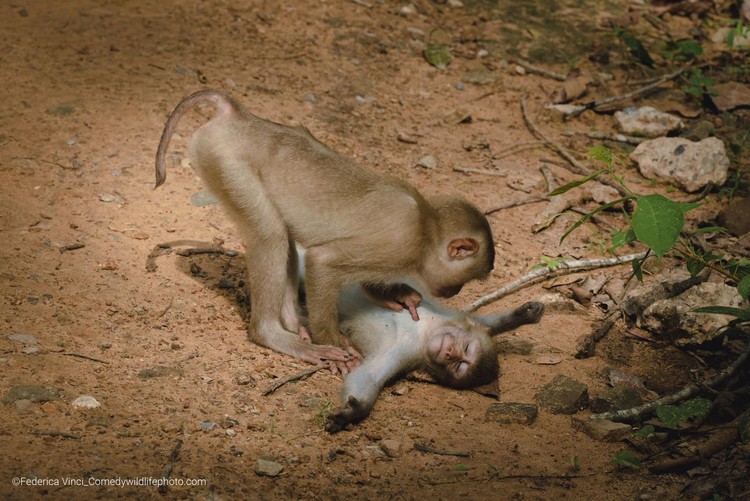 Pemenang Comedy Wildlife Photography 2022 Pemenang Comedy Wildlife Photography 2022