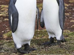 Jawara Kontes Foto Komedi Para Hewan Bikin Ngakak