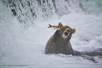 Pemenang Comedy Wildlife Photography 2022