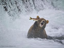 Jawara Kontes Foto Komedi Para Hewan Bikin Ngakak