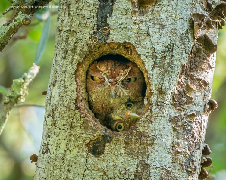 Pemenang Comedy Wildlife Photography 2022 Pemenang Comedy Wildlife Photography 2022