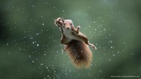 Pemenang Comedy Wildlife Photography 2022