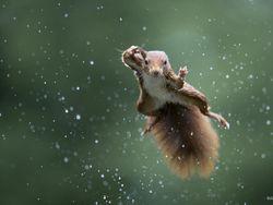 Jawara Kontes Foto Komedi Para Hewan Bikin Ngakak