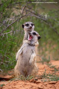 Pemenang Comedy Wildlife Photography 2022