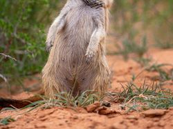 Jawara Kontes Foto Komedi Para Hewan Bikin Ngakak