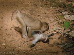 Jawara Kontes Foto Komedi Para Hewan Bikin Ngakak