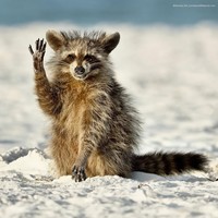 Pemenang Comedy Wildlife Photography 2022