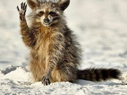 Jawara Kontes Foto Komedi Para Hewan Bikin Ngakak