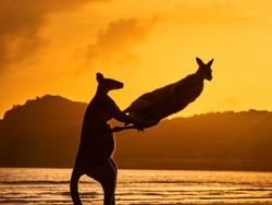 Jawara Kontes Foto Komedi Para Hewan Bikin Ngakak