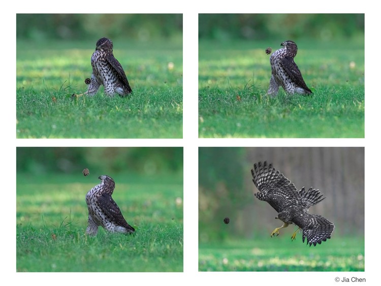 Pemenang Comedy Wildlife Photography 2022 Pemenang Comedy Wildlife Photography 2022