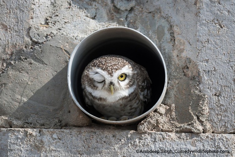 Pemenang Comedy Wildlife Photography 2022 Pemenang Comedy Wildlife Photography 2022