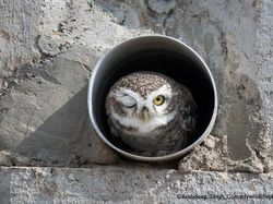 Jawara Kontes Foto Komedi Para Hewan Bikin Ngakak